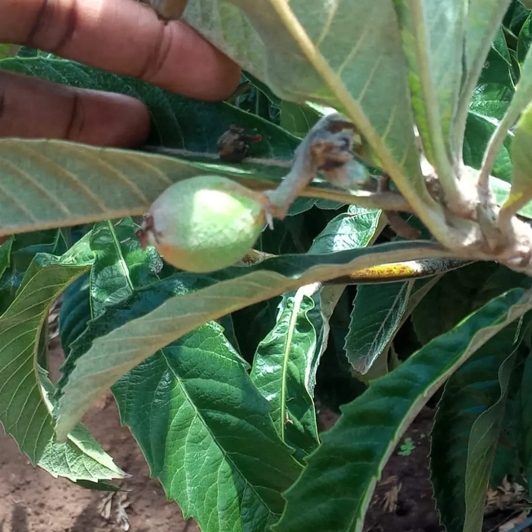 Agroforestry practices