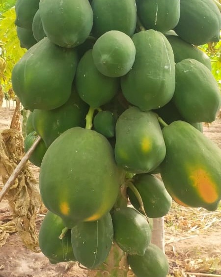 Papaya trees