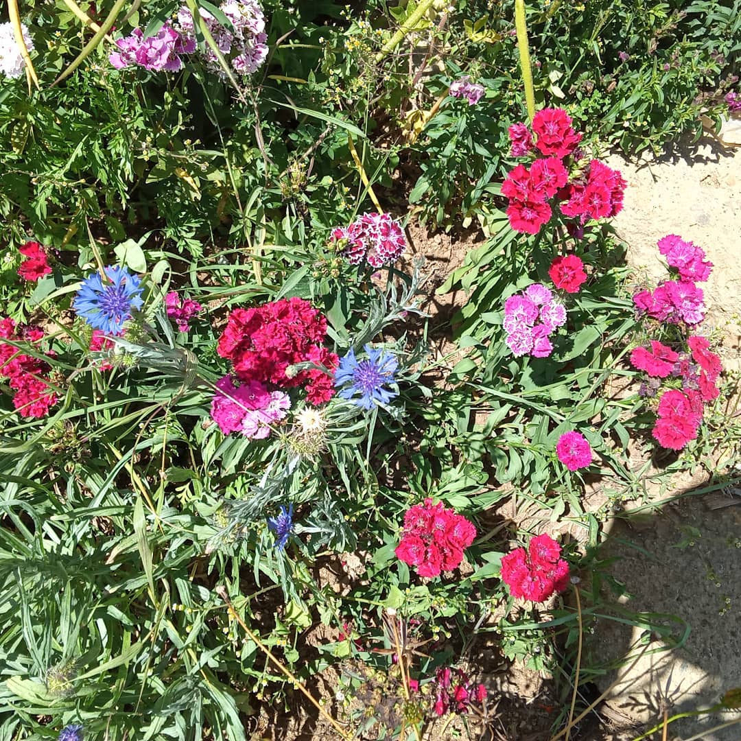 Farm flowers