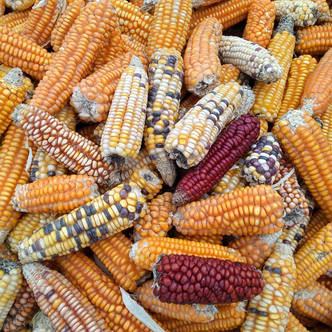 Maize harvest