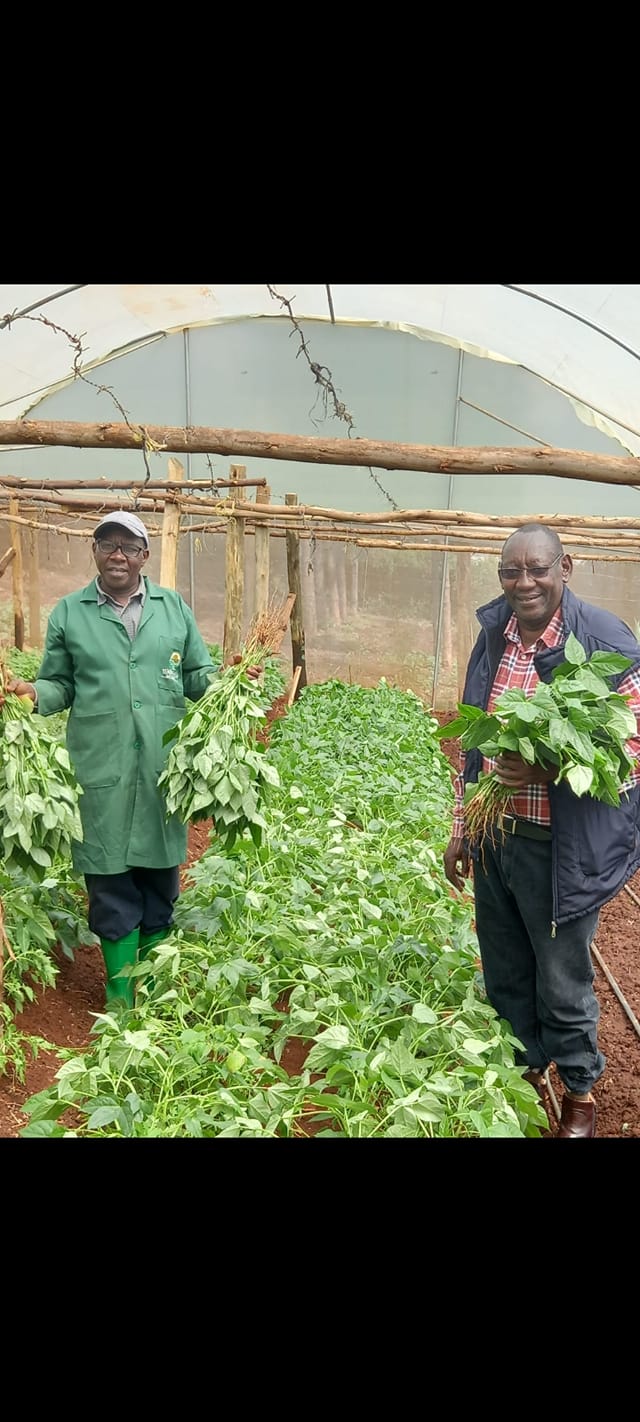 Harvesting vegetables